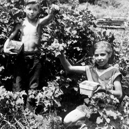 Fran and Irv picking currants, 1947