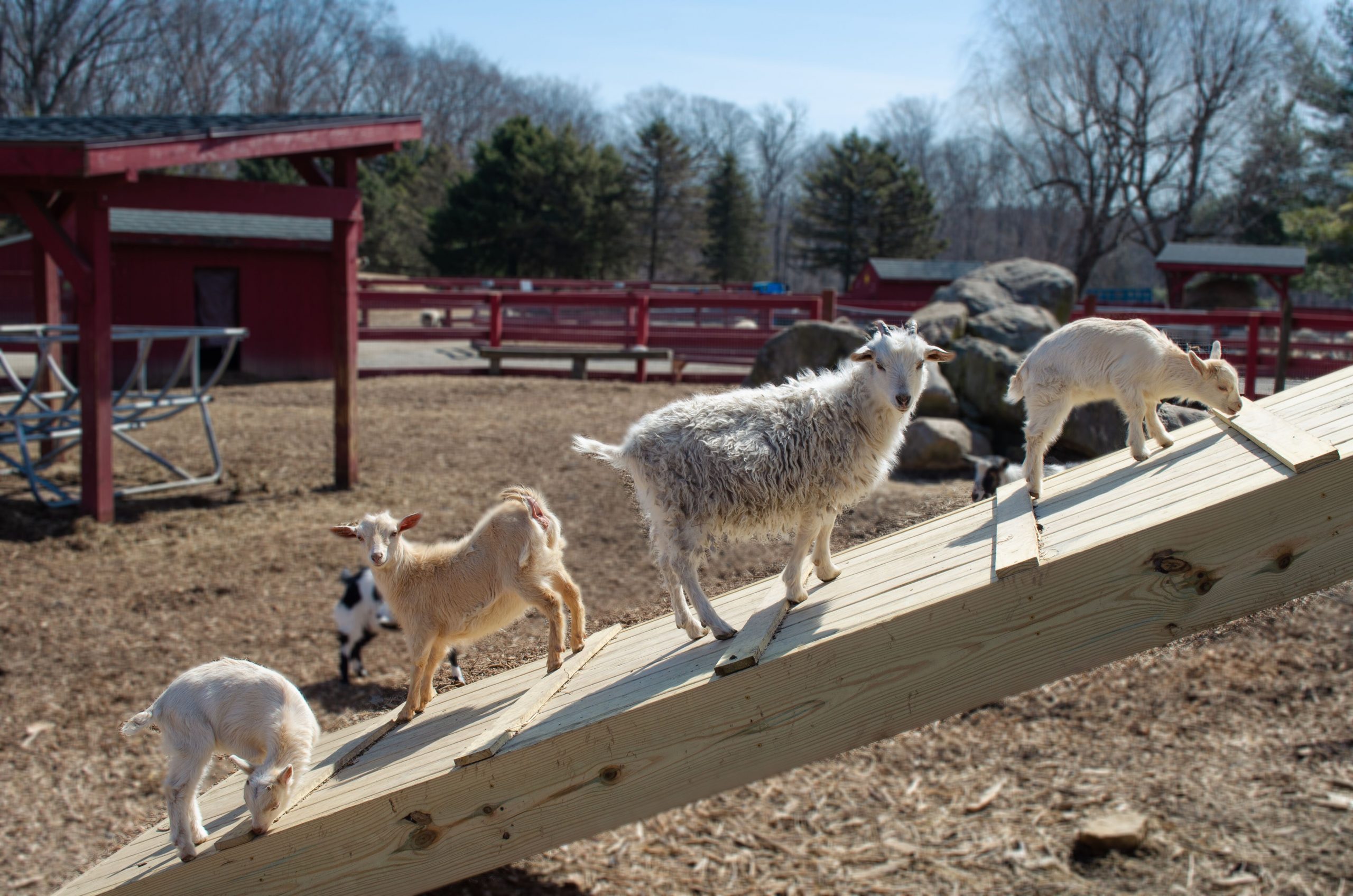 Animal Farm – Silvermans Farm